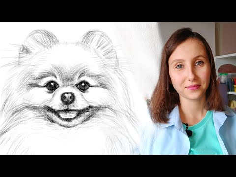 Как нарисовать собаку карандашом поэтапно для начинающих