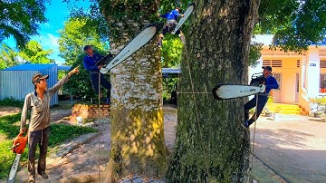 Náo Động Cả Trường Học Vua Vượn Cưa Mé Cây Còng Xà Cừ To Cưa Kỹ Thuật Cao