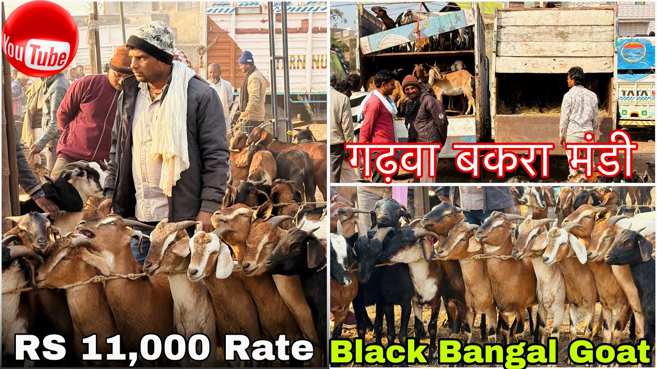 “Garhwa Bakra Mandi 2025 😱 Aaj Rate Gir Gaye! Saste Bakron Ki Badh-maar!!”