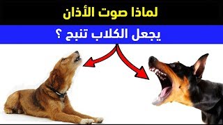 هل تعلم لماذا تنبح الكلاب عند سماع صوت الأذان ؟ سبحان الله !!