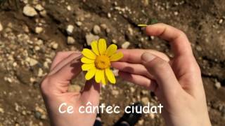 Video thumbnail of "Anastasia Lazariuc - Cantec ciudat"