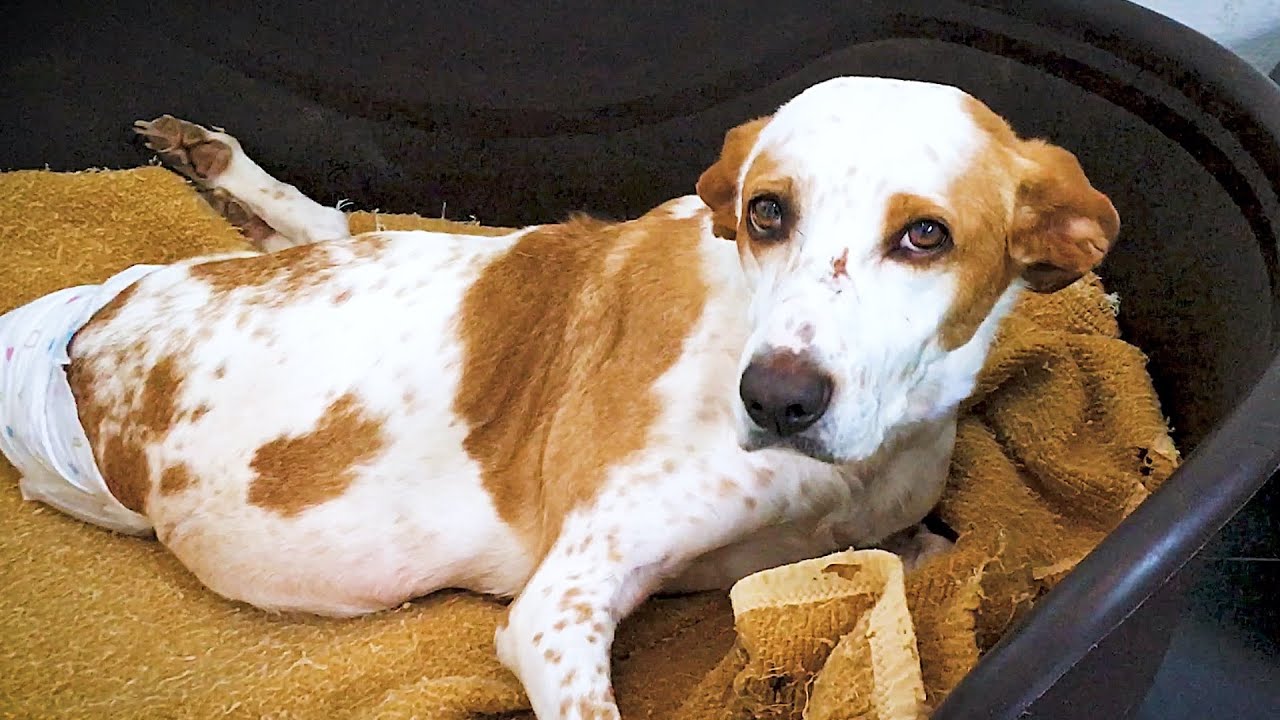 Paralysed dog abandoned by her owner survives thanks to charity ! - YouTube