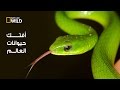 أفتك حيوانات العالم | نات جيو وايلد العربية | Nat Geo Wild Arabic