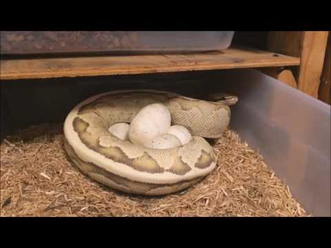 dragon tamer manga Ball Python Eggs Laid - Clutch #14 of 2016 - Pastel Leopard,Champagne,Pastel Calico x Vanilla Cream