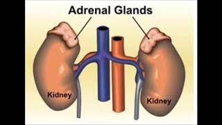 Download Lagu D.J. Link \ MP3