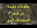 معلومات مفيدة عن شجرة الصفصاف البري