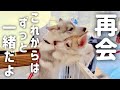 【姉妹と再会】離れ離れだった妹とこれからは一緒に暮らすことに…！　Siberian husky puppy