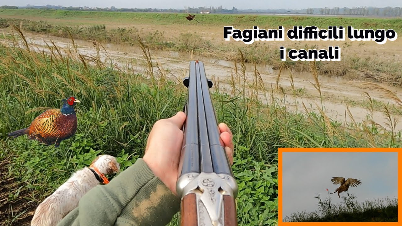 Caccia con il cane da ferma 2024/2025 - Fagiani difficili lungo i canali!