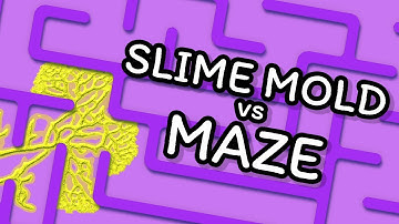MAZE SOLVING SLIME MOLD (SIMULATION)