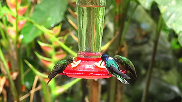 ¿Puede perjudicar a los colibríes un exceso de azúcar en el agua?