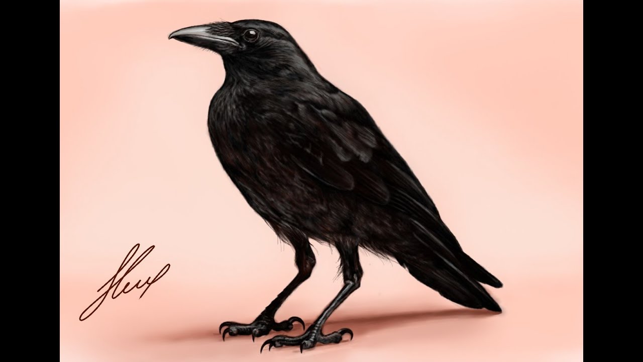 Рисование 6 класс ворона