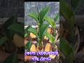 কোলা থেকে কোলার গাছ রোপন Planting banana plants from kola