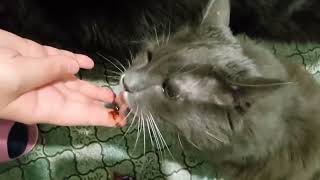 cats eat for 1 minute and a half