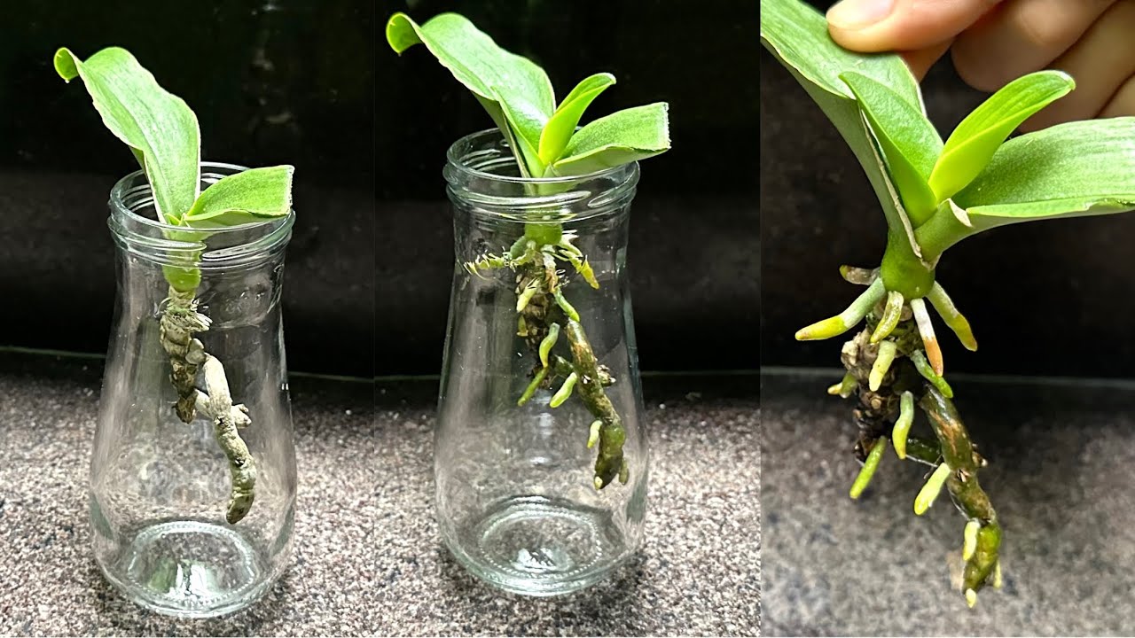 Знай этот секрет! Вы можете очень легко реанимировать любую орхидею.