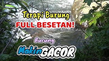 Terapi Burung Full Besetan dan Suara Gemericik Air, Burung Makin Gacor