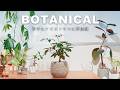 【失敗からの学び】ツピタンサスに再挑戦。植物と向き合い、自分を労わる休日。