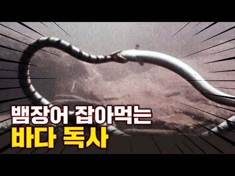 똑같이 생겼는데 ... 머리부터 잡아먹는다?? 뱀장어 잡아먹는 무서운 바다 독사