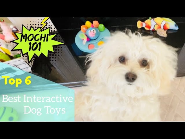 Best Interactive Dog Toys (Under $20) 