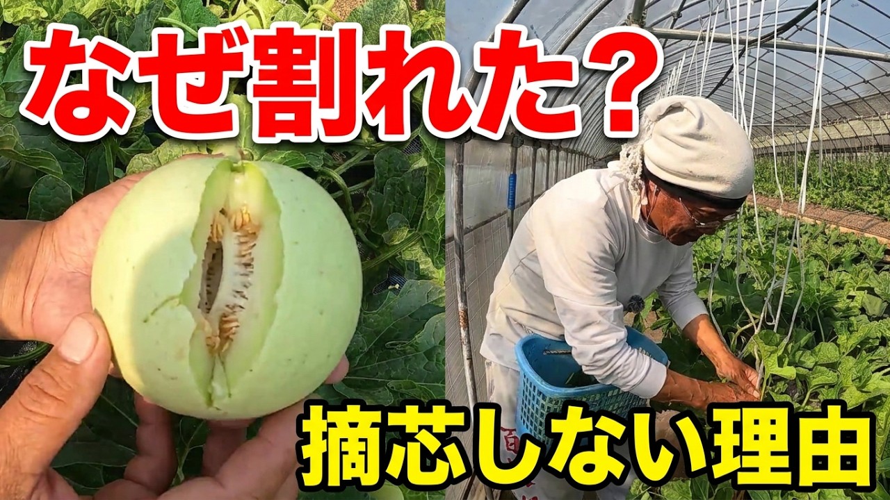 Field Melon #9】Why did it crack? A Japanese Pro's 