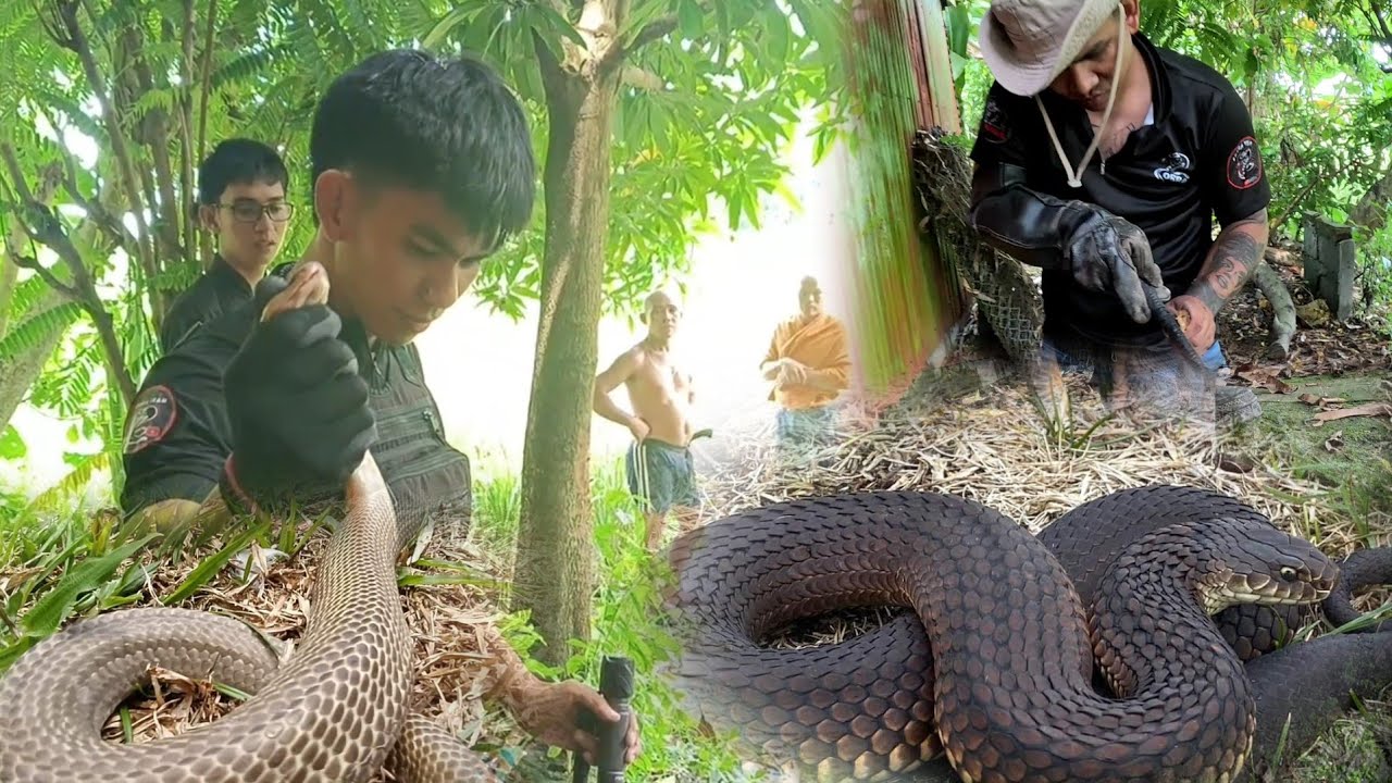 3 COBRA SA BUDEGA TAYABAS QUEZON KASAMA SI COBRA PRINCE