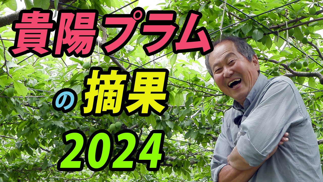 貴陽プラムの摘果2024　 ー富久樹園ch ー