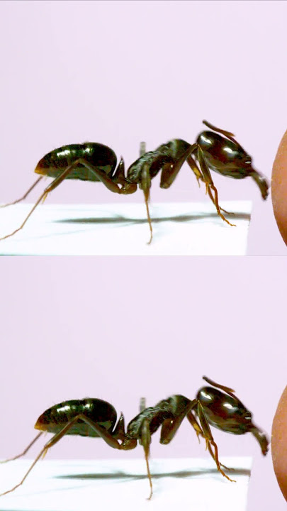 Ultra-fast trap-jaw ant strikes!