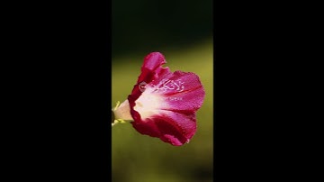 ربنا أخرجنا منها || القرآن الكريم خالد هليل العنزي، سورة المؤمنون #القرآن_الكريم #سورة_المؤمنون