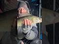 A few nice eyes today!!! 🎣 #shorts #icefishing