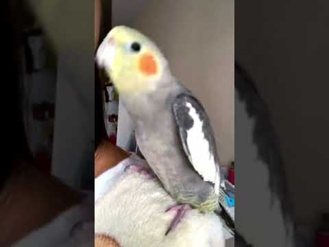 Shock! A rock parrot（°Д°）ъ