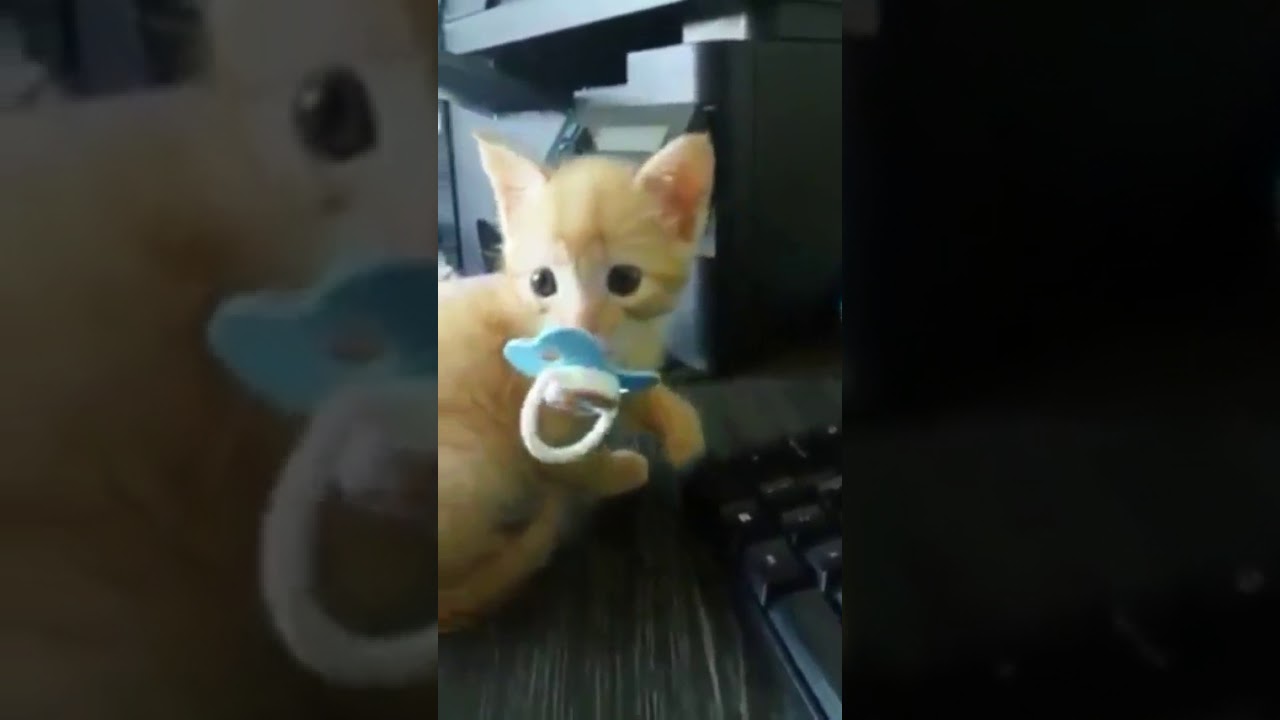 Emzikli Minik kedi YouTube