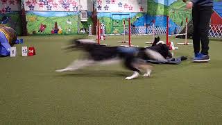 209 Pan Jump Grid - Day #5 Set #4 added Tag two dogs at same time