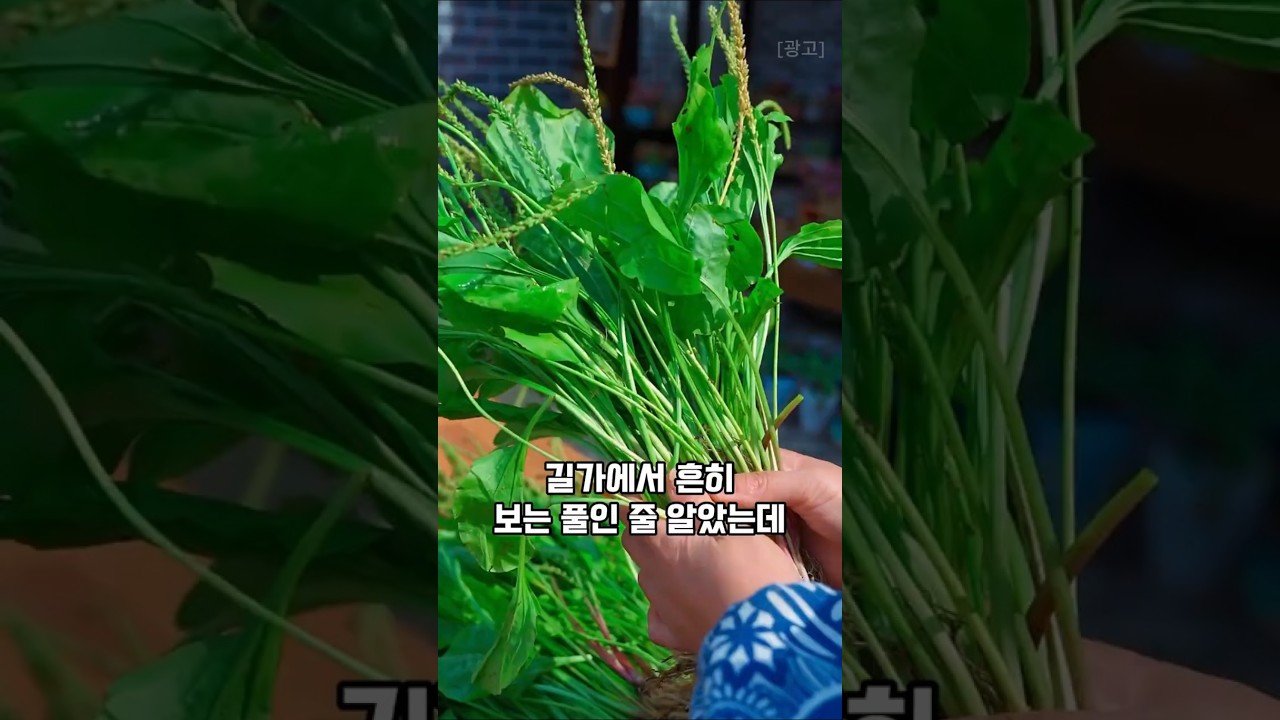 기관지 건강과 이뇨작용에 좋은 질경이, 이렇게 드셔보세요  #레시피 #오늘도요리 #집밥레시피