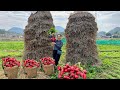 Full harvest the garden of red radish papaya and purple sugarcane to sell at the market