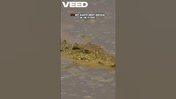 Unbelievable! Why This Crocodile SPARES the Capybara! 🐊😲 #WildlifeFacts  #animalfacts #shorts