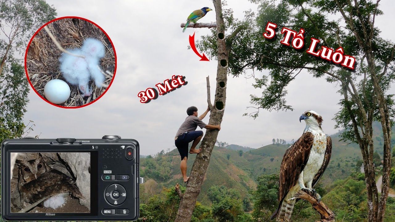 [ Sốc ] Phát Hiện Tổ Chim Săn Cu Rốc Cực Nguy Hiểm | Dân Tộc Tây Bắc Tv