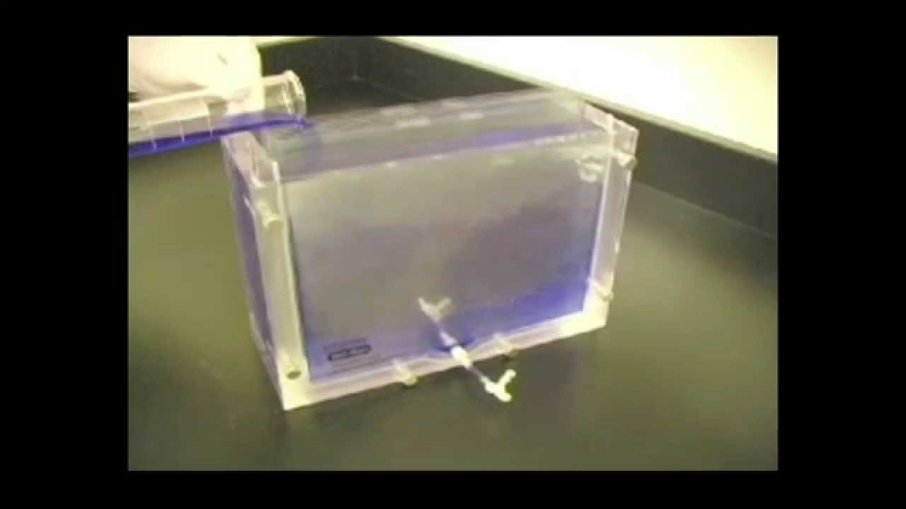 Casting SinglePercentage Gels with the PROTEAN® Plus MultiCasting