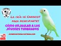 cria de canarios timbrados para Principiantes: Cómo enjaular a los timbrados