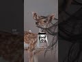 عبدالله بن عون قديم ياشناح الطول يالظبي الجفول mp3