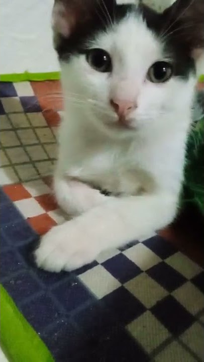 Kucing Takut Denger Suara Ini #short