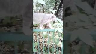 Кот на выданье! Хозяин найдись! Кот умный, кот-собака! Кот на выданье! Хозяин найдись! Кот умный, кот-собака!