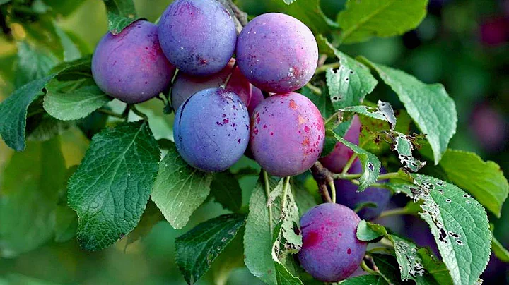 How To Grow, Care and Harvesting Plum Trees in Backyard - growing fruits - DayDayNews
