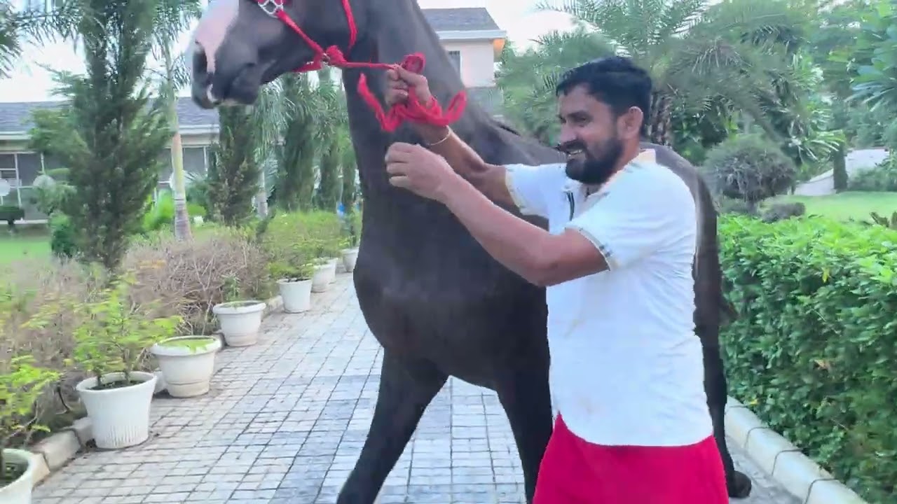 Taari Leela farm di Rajshingar di bacheri