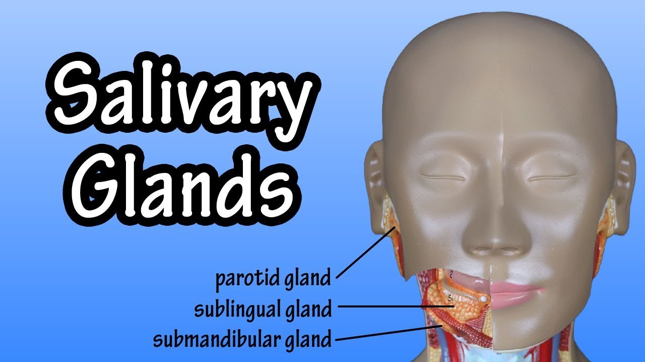 Functions Of The Salivary Glands Structure Of The Sal - vrogue.co