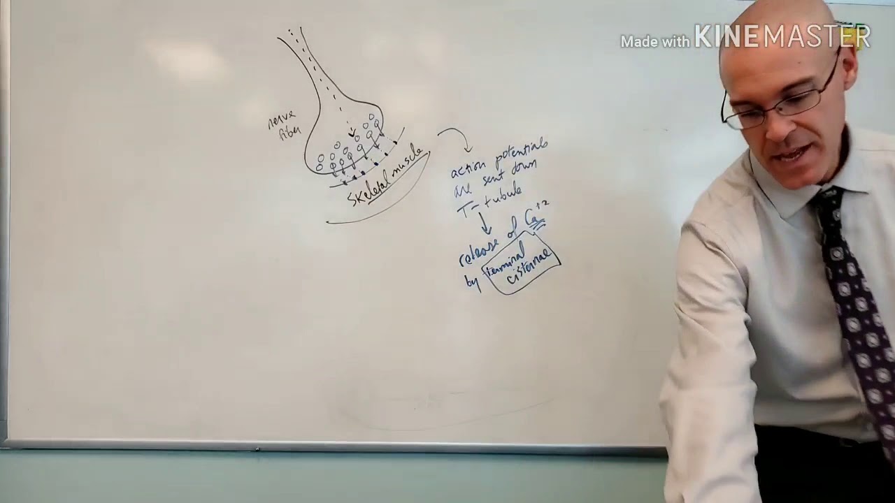 The Steps of Skeletal Muscle Contraction - YouTube