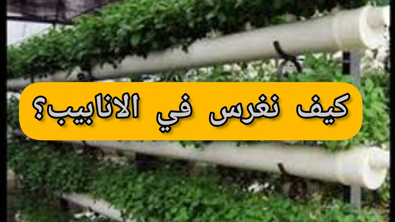 طريقة الغرس في الانابيب #تشكيلة من العصاريات والصباريات