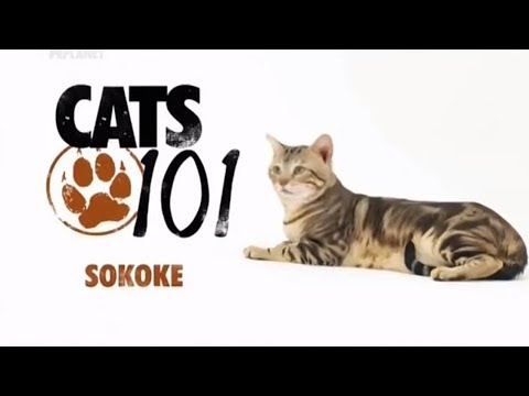 Video: Sokoke, Or Soukok (cat)