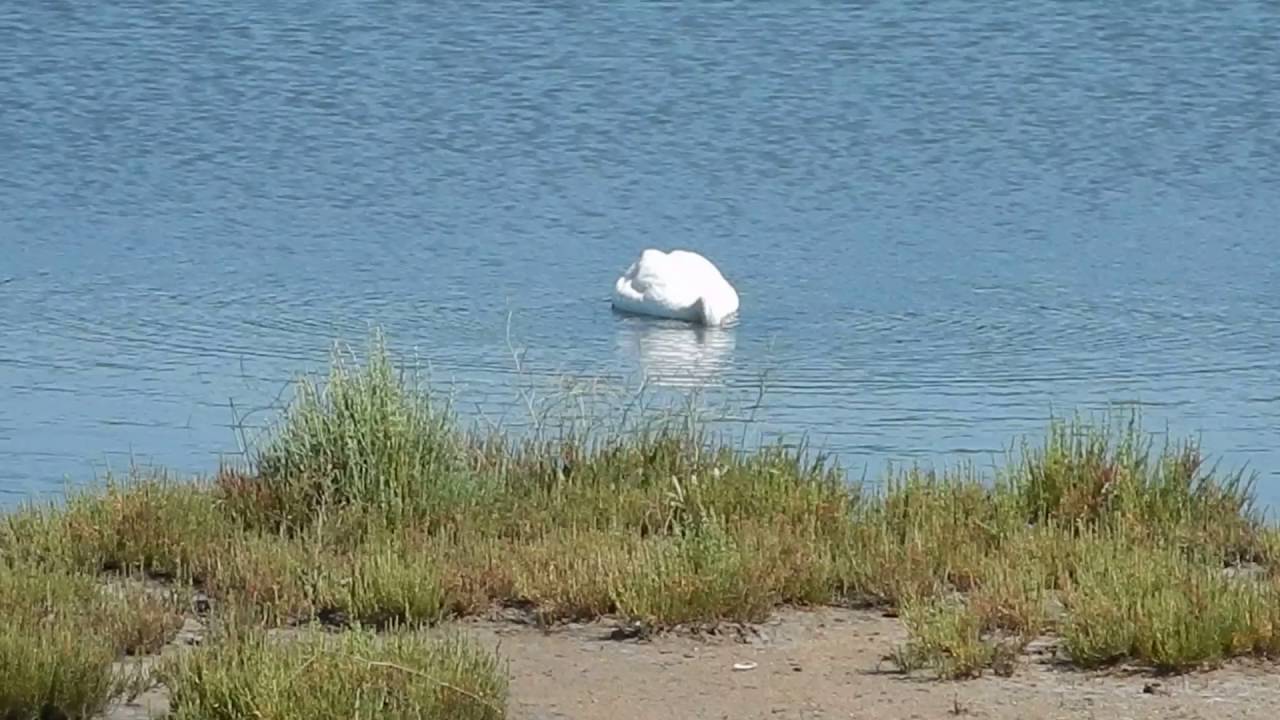 Bουβόκυκνοι (Cygnus Olor)