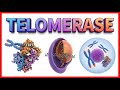 Telomerase Function Animation