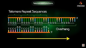 Telomerase Function - Animation