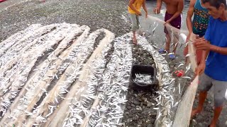 Wow! Daming Sardinas! Amazing Village Net Fishing | Fishing in Philippines